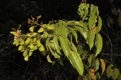 Connarus wightii